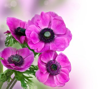 Beautiful purple anemone flower clipart