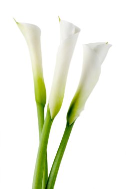 White calla lilies clipart