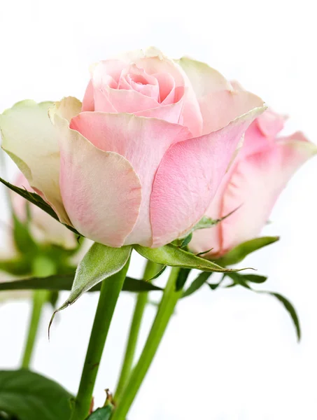 Rosa blommor på vit bakgrund — Stockfoto