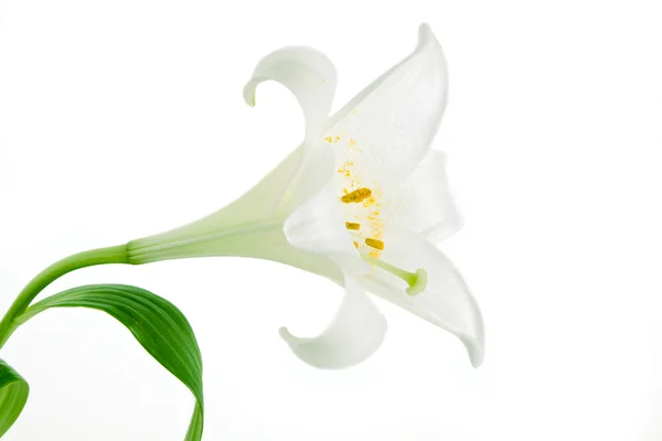 Vackra vita lily blommor, isolerad på vit — Stockfoto