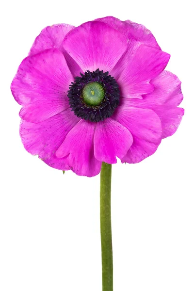 Hermosa flor anémona púrpura — Foto de Stock