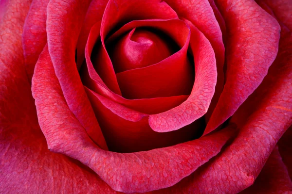 Primer plano de rosa roja — Foto de Stock