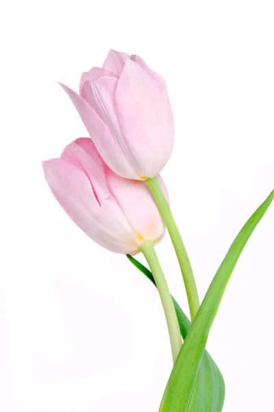 Lente tulp bloemen bos — Stockfoto