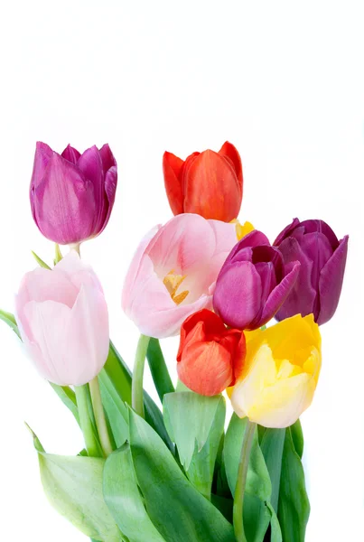 Ramo de flores de tulipán primavera — Foto de Stock