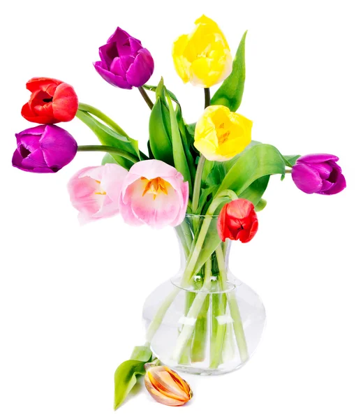 Fünf bunte Tulpen — Stockfoto