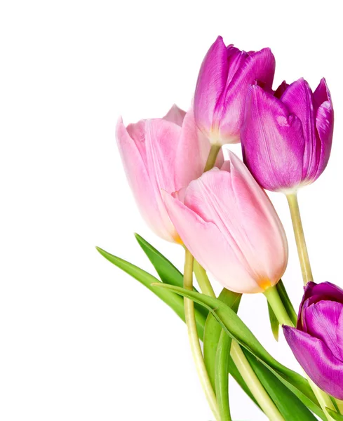 Primavera Tulipano Fiori mazzo — Foto Stock