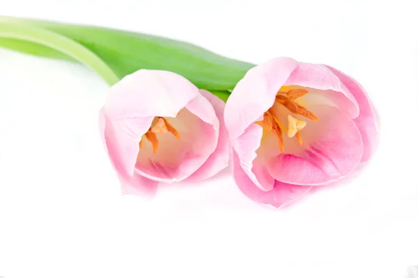 Färsk rosa tulpaner — Stockfoto