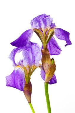 Menekşe çiçek iris