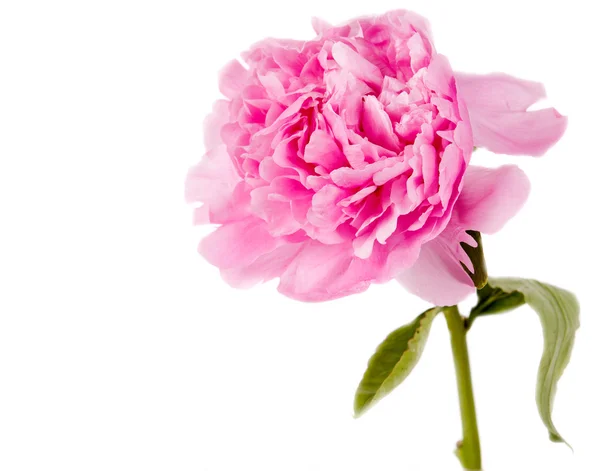 Peônia rosa — Fotografia de Stock