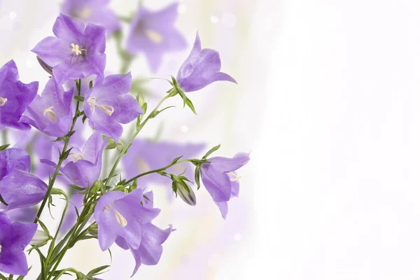 Bouquet di campanelli a mano — Foto Stock