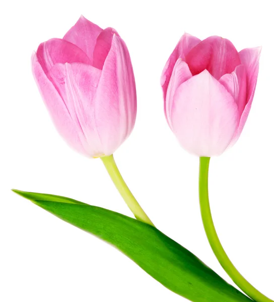 stock image Spring Tulip Flowers bunch