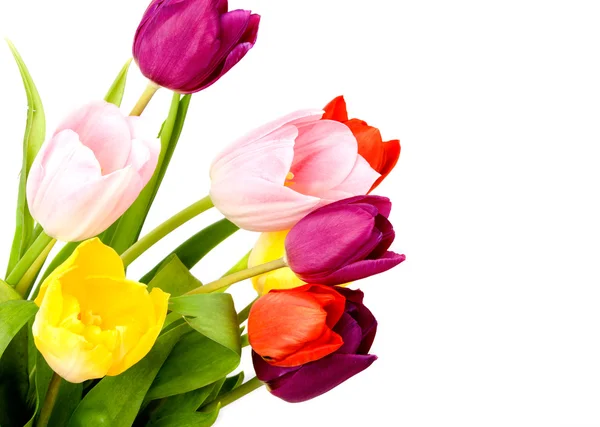 Printemps tulipe fleurs bouquet — Photo