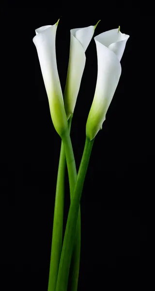 Красиві білих Калла — стокове фото