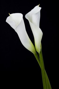 Beautiful White Calla clipart