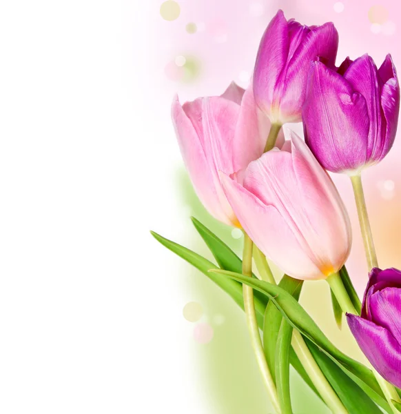 Cinco tulipanes coloridos — Foto de Stock