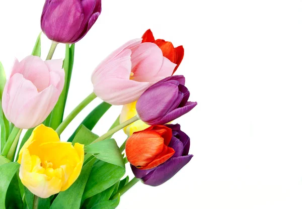 Spring Tulip Flowers bunch — Stock Photo, Image