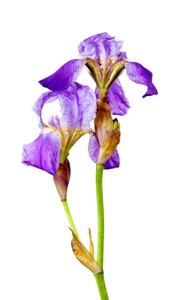 Violet flower iris — Stock Photo, Image