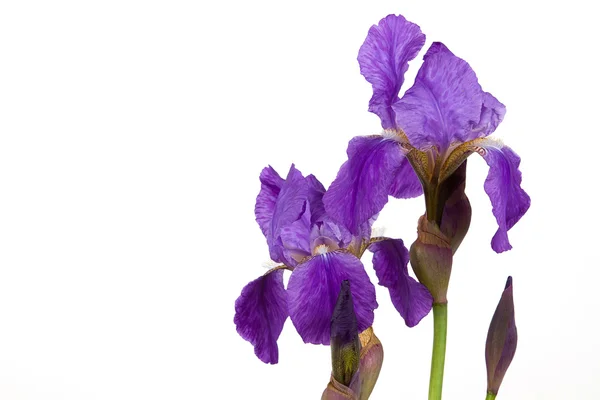 Violet bloem iris — Stockfoto