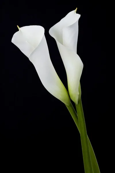 Calla branco bonito — Fotografia de Stock