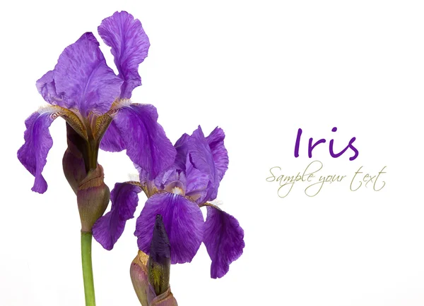 Μοβ λουλούδι Ίρις — Φωτογραφία Αρχείου