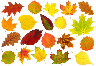 Autumn leaves clipart