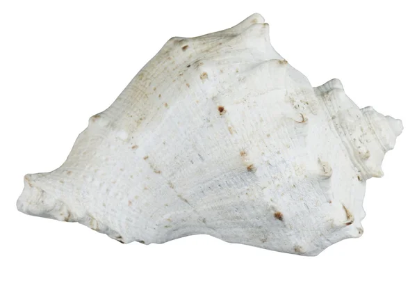 Deniz kabuğu — Stok fotoğraf