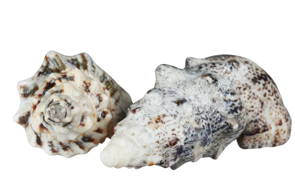 Two shells — Stock Photo, Image
