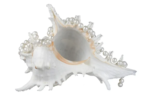 海ザルガイの殻と真珠 — ストック写真