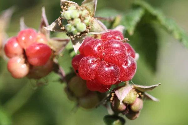 Berry framboos — Stockfoto