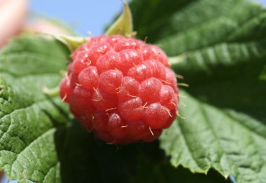 Berry ahududu