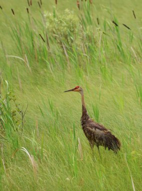 Sandhill Crane