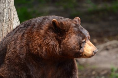 Amerikan kara ayısı (Ursus americanus)