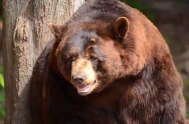 Amerikan kara ayısı (Ursus americanus)