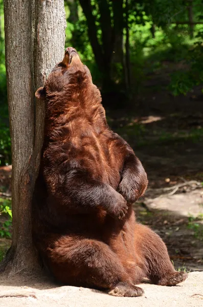 stock image American Black Bear Rubbing His Back