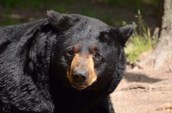 Amerikan kara ayısı (Ursus americanus)