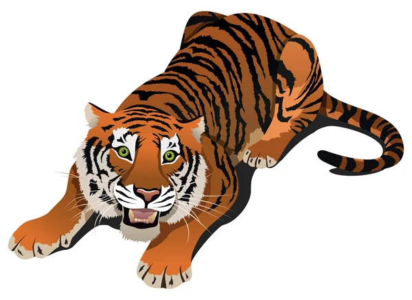 Tigre rugiente — Vector de stock
