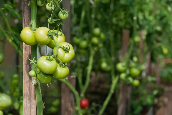 Stock image Green tomatoes