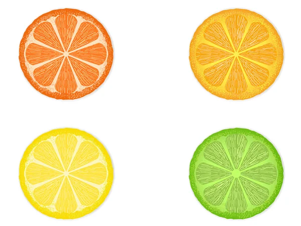 Citrus fruit slices — Stock Vector