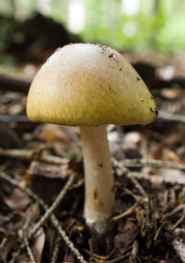 Death cap mushroom clipart