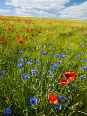 Summer grain field with colorful flowers clipart