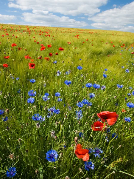 色とりどりの花で夏の穀物畑 — ストック写真