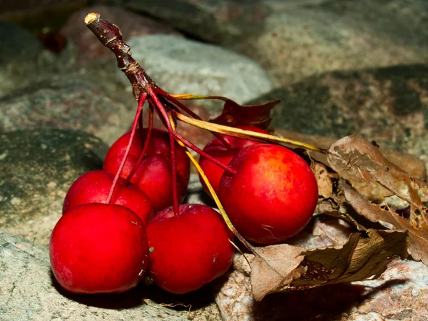 Maçãs vermelhas da floresta — Fotografia de Stock