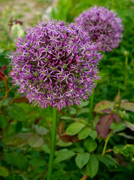 stock image Flowers garlic