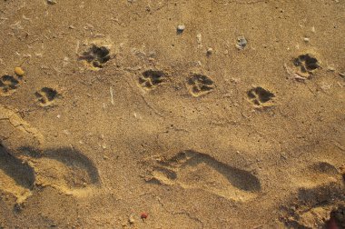 Footprints in the Sand clipart