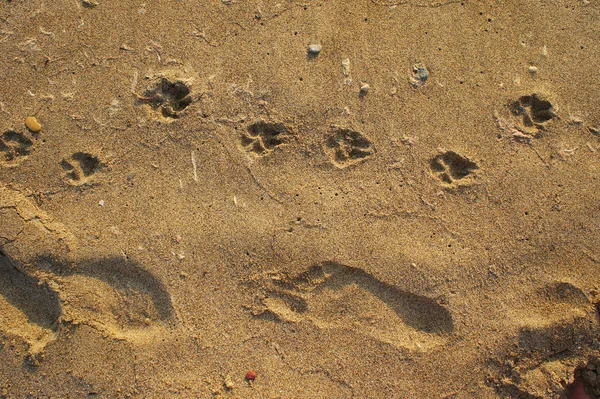 Empreintes de pas dans le sable Photo De Stock