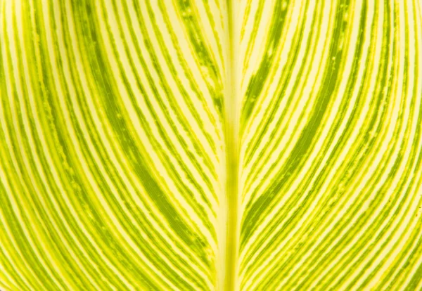 Pflanzenblatt — Stockfoto