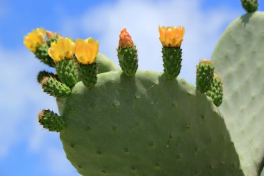 Cactus nopal flowers clipart