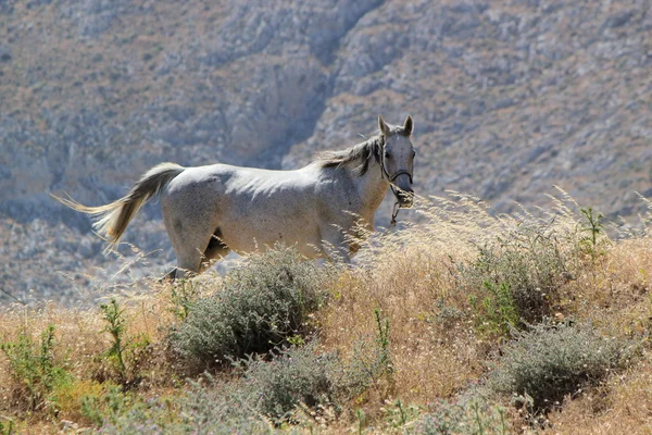 Белая лошадь в поле — стоковое фото