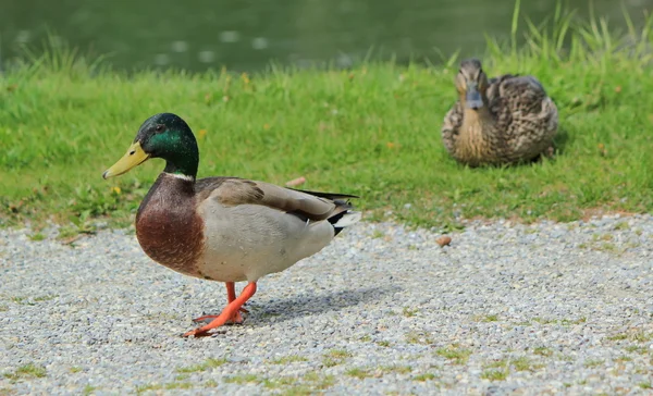 Yeşilbaş ördekler bir kaç — Stok fotoğraf