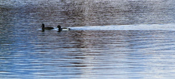 Couple of black ducks on water — Stock Photo, Image